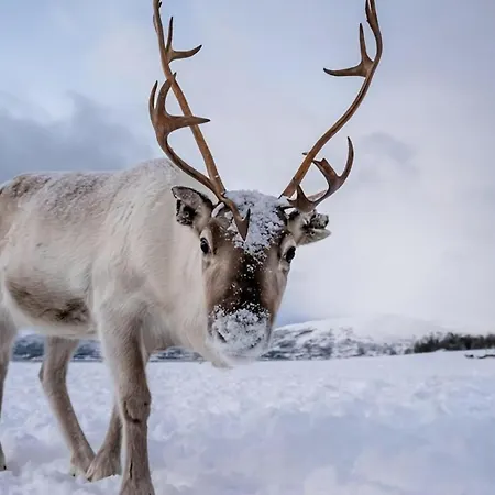 Arctic Dream Escape L Stylish & Cozy L *